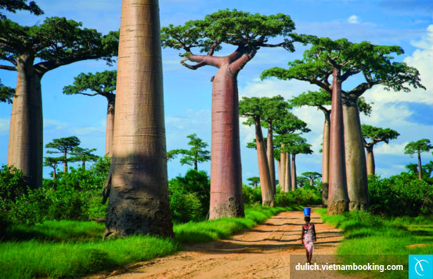 Những điểm đến không thể bỏ qua khi đi tour du lịch Madagascar